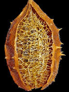 Image of luffa