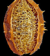 Image of luffa