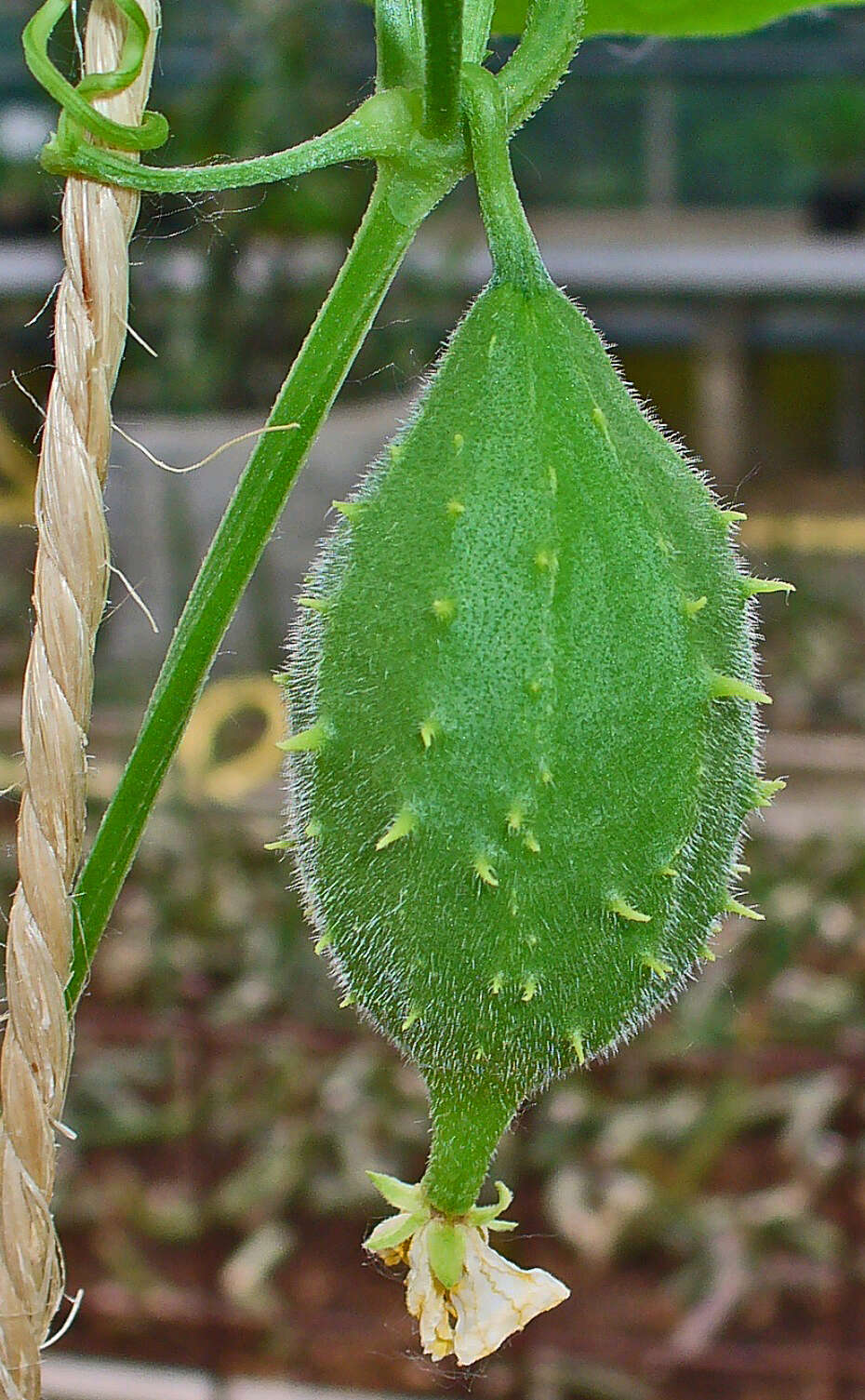 Image of luffa