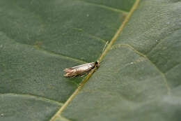 Image of Daisy Bent-wing