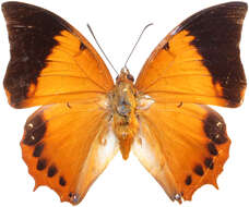 Imagem de Charaxes bernardus Fabricius 1793