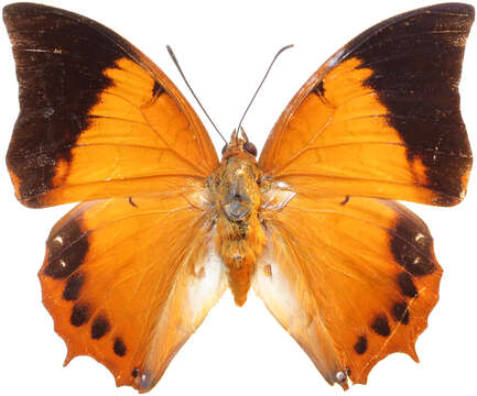 Imagem de Charaxes bernardus Fabricius 1793