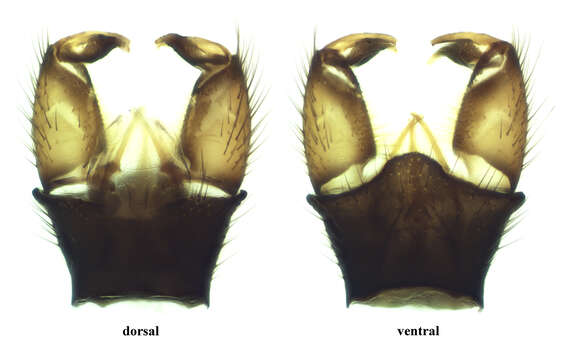 Image of Elephantomyia (Elephantomyia) krivosheinae Savchenko 1976