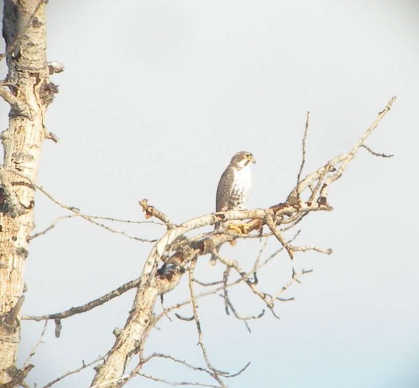 Image of Prairie Falcon