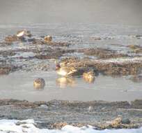 Image of Green-winged Teal