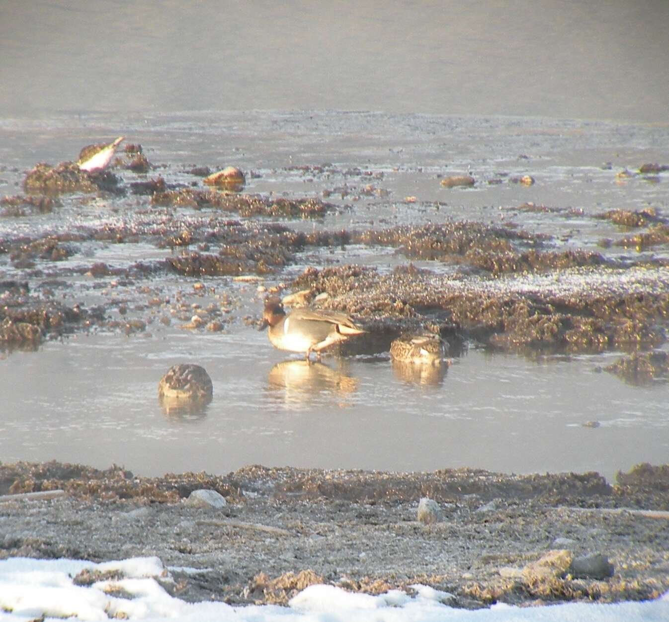 Image of Green-winged Teal