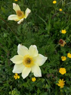 Imagem de Pulsatilla alpina (L.) Delarbre