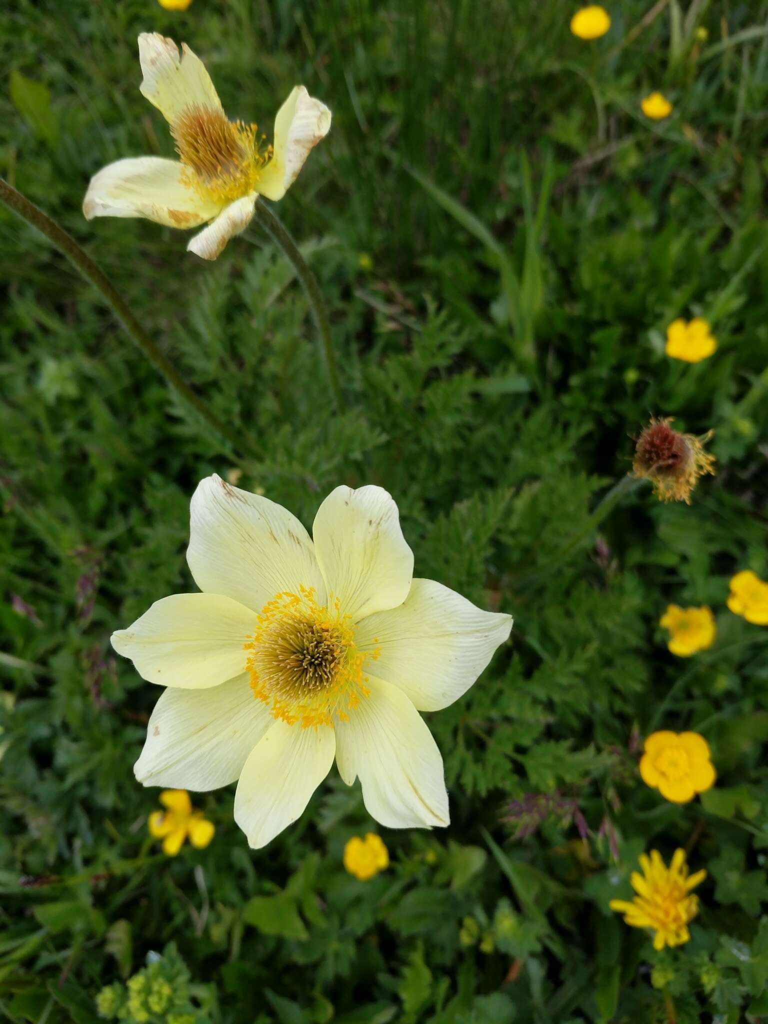 Imagem de Pulsatilla alpina (L.) Delarbre