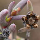 Image of Hereroa tenuifolia L. Bol.