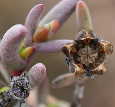Image of Hereroa tenuifolia L. Bol.