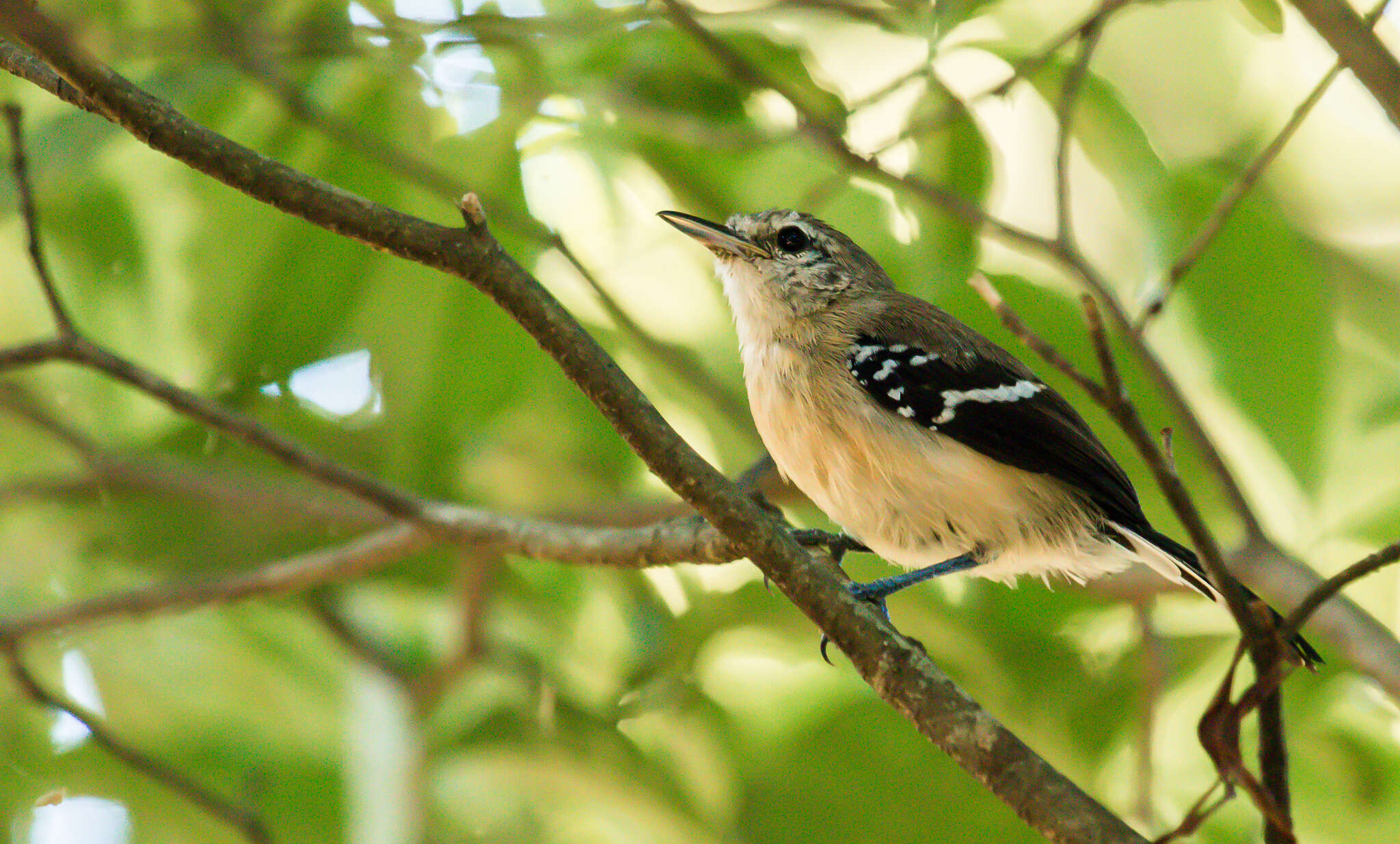 Image of <i>Formicivora grisea hondae</i>