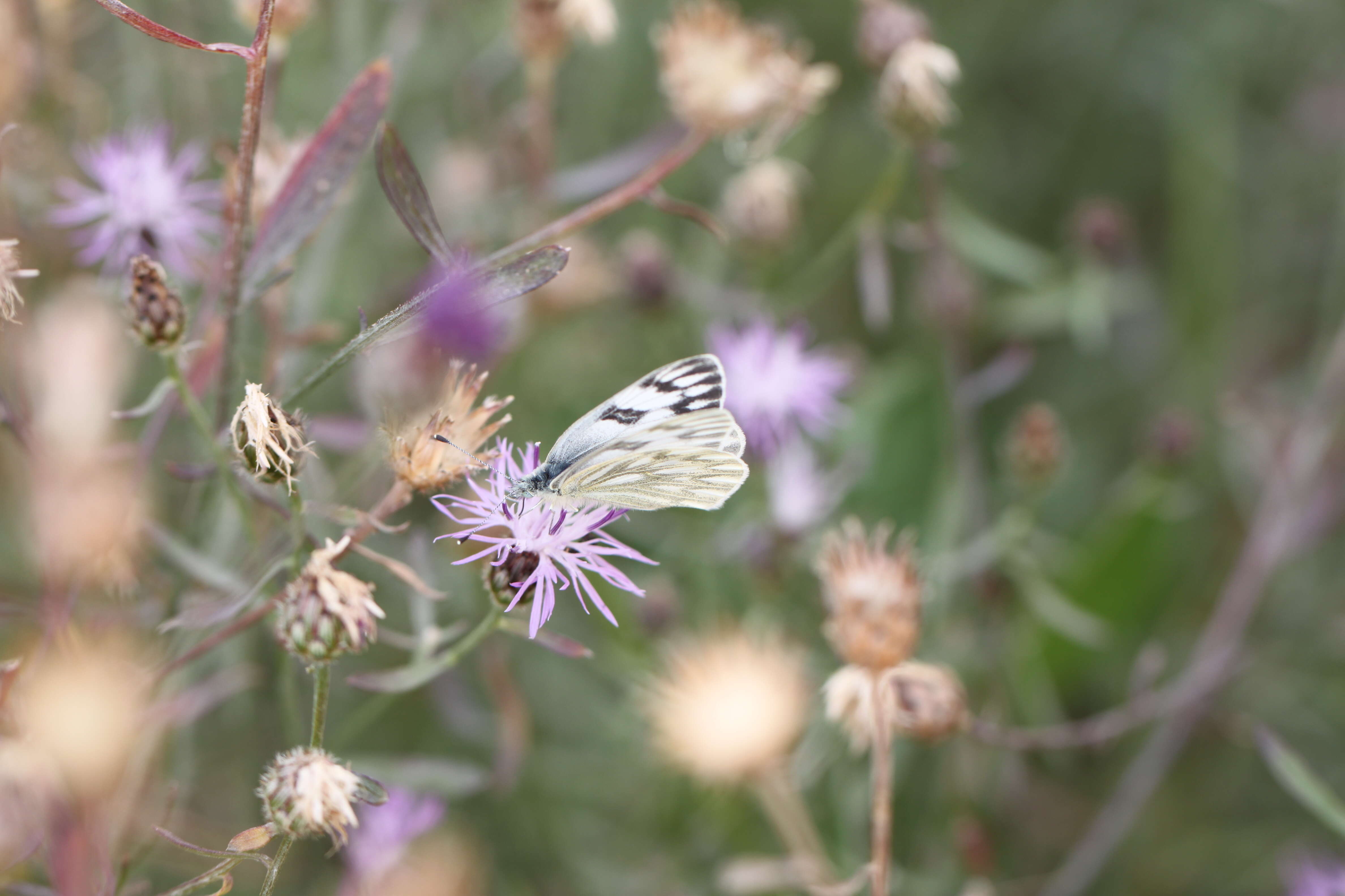 Image of spotted knapweed