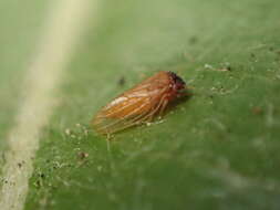 Image of Tristania psyllid