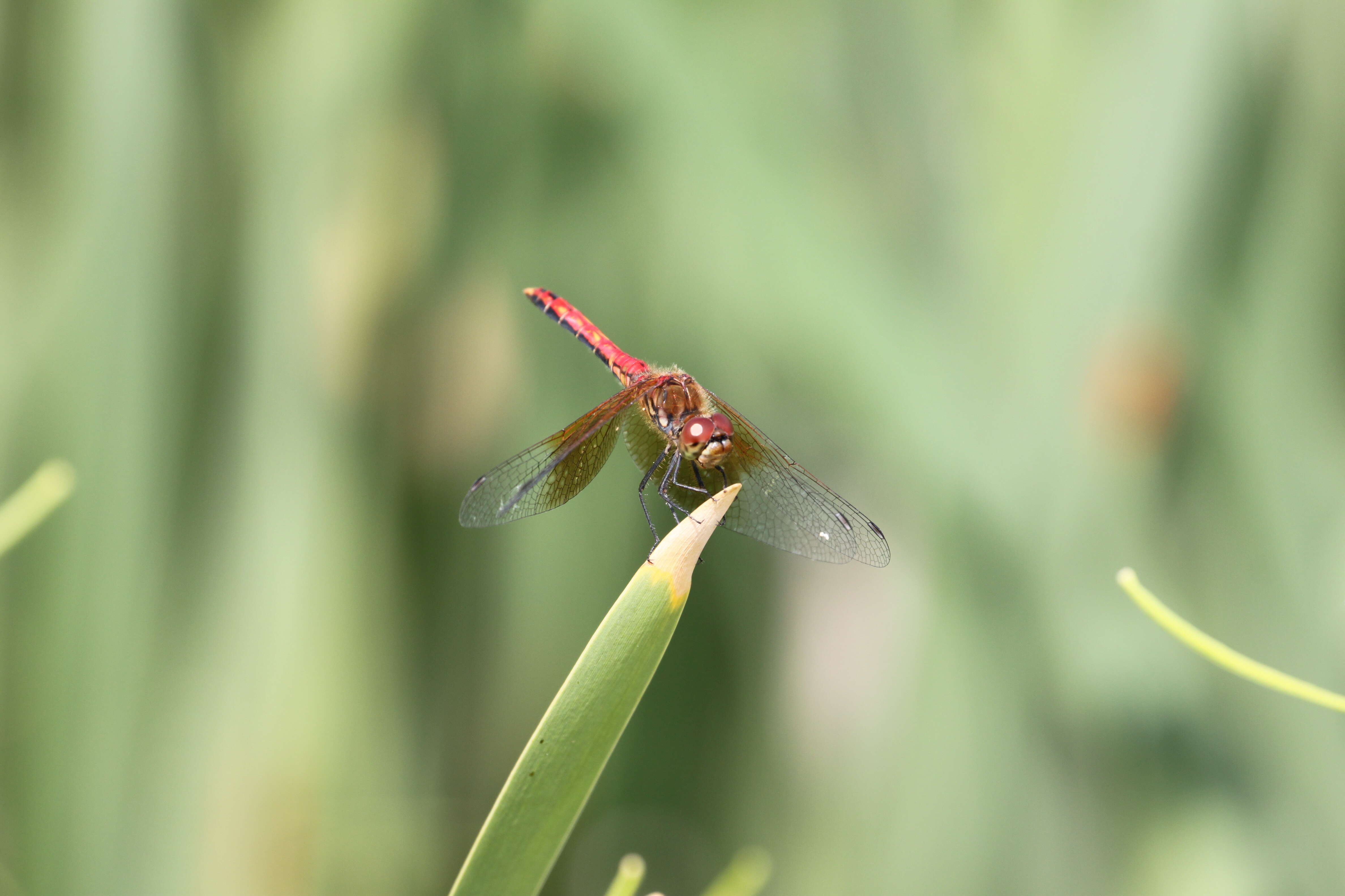 Image of Band-winged Meadowhawk