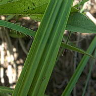 Image of Eulophia leontoglossa Rchb. fil.