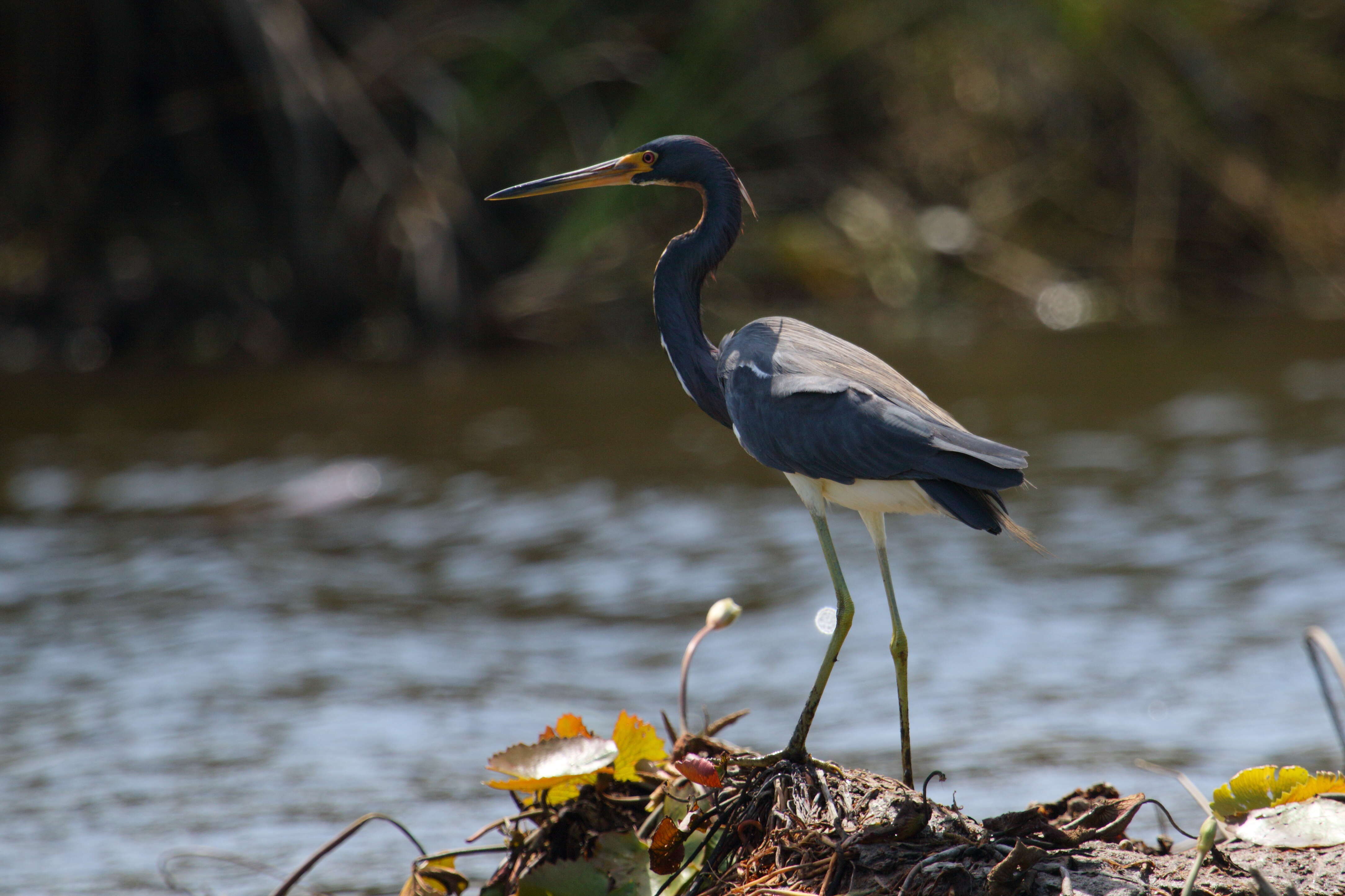 Image de Aigrette tricolore