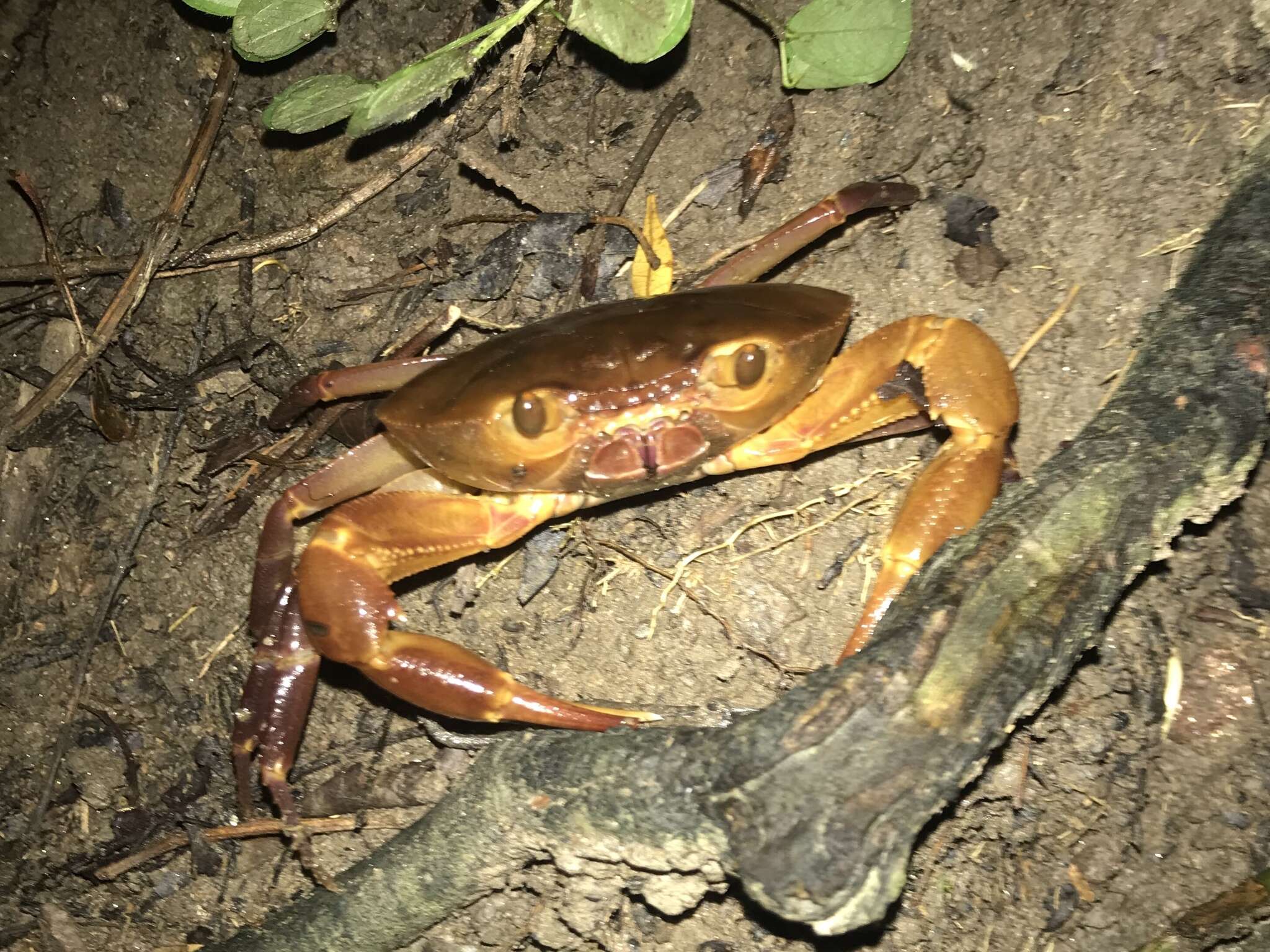 Image of Potamocarcinus roatensis Rodríguez & López 2003