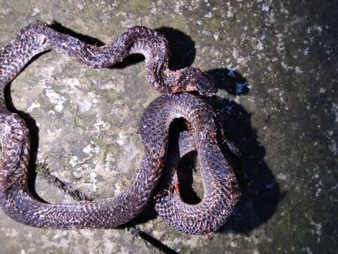 صورة Calamaria septentrionalis Boulenger 1890