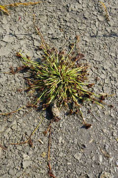 Image of Cyperus pannonicus Jacq.