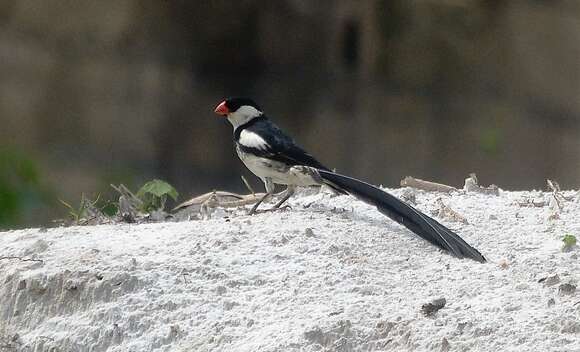 Image of Pin-tailed Whydah