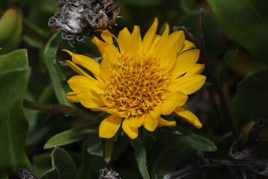 Grindelia integrifolia DC. resmi