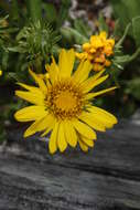 Grindelia integrifolia DC. resmi