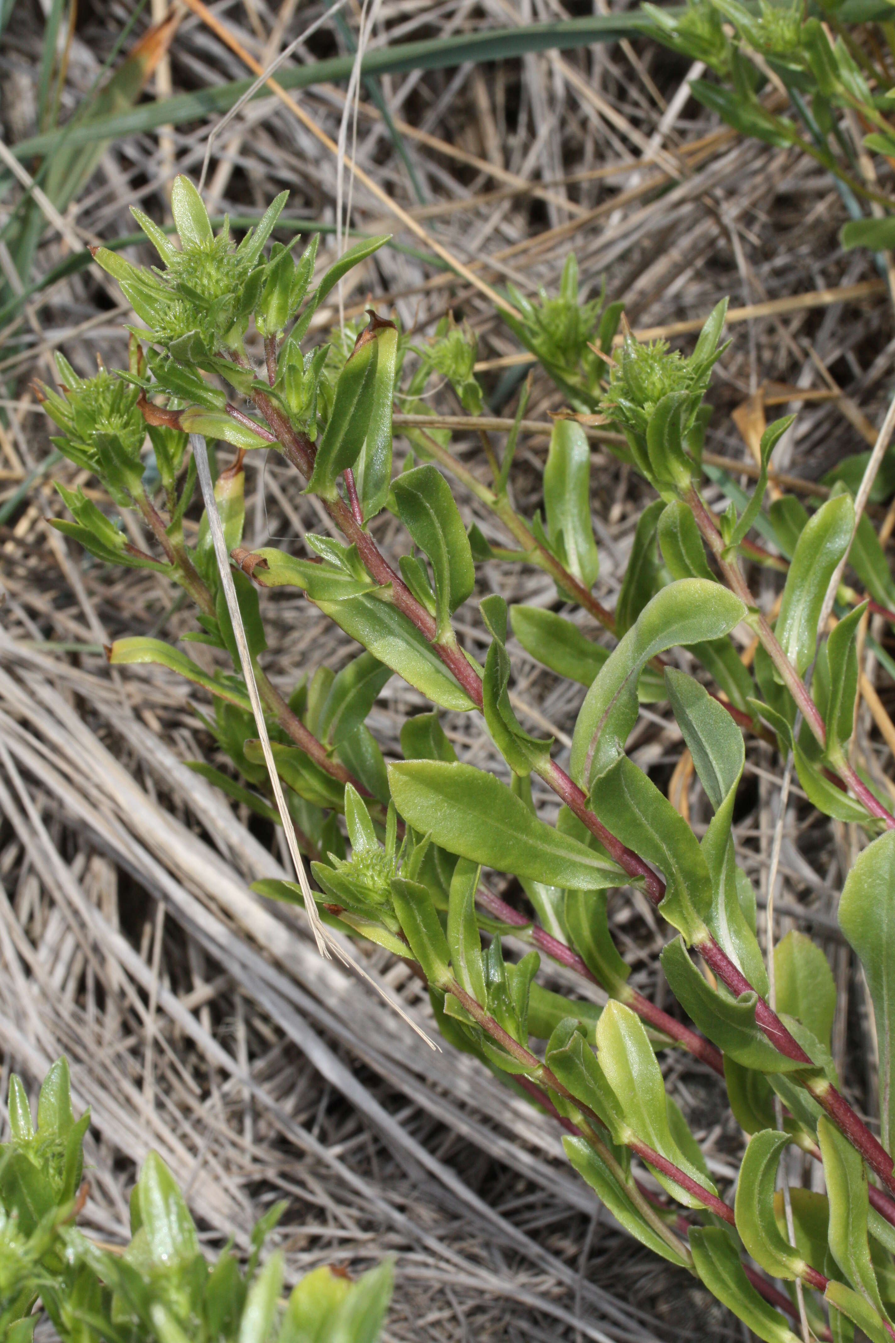 Grindelia integrifolia DC. resmi