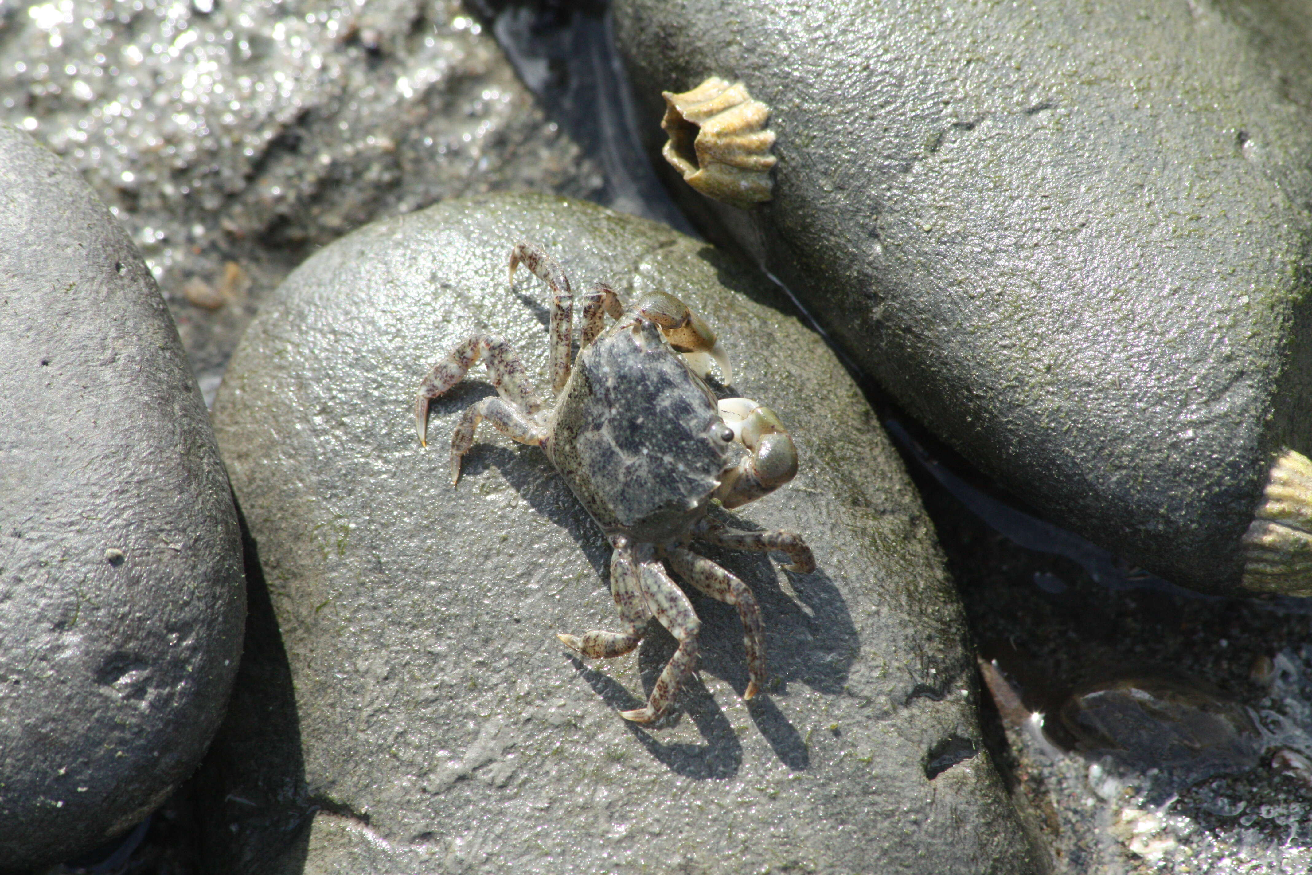 Image of Hemigrapsus oregonensis