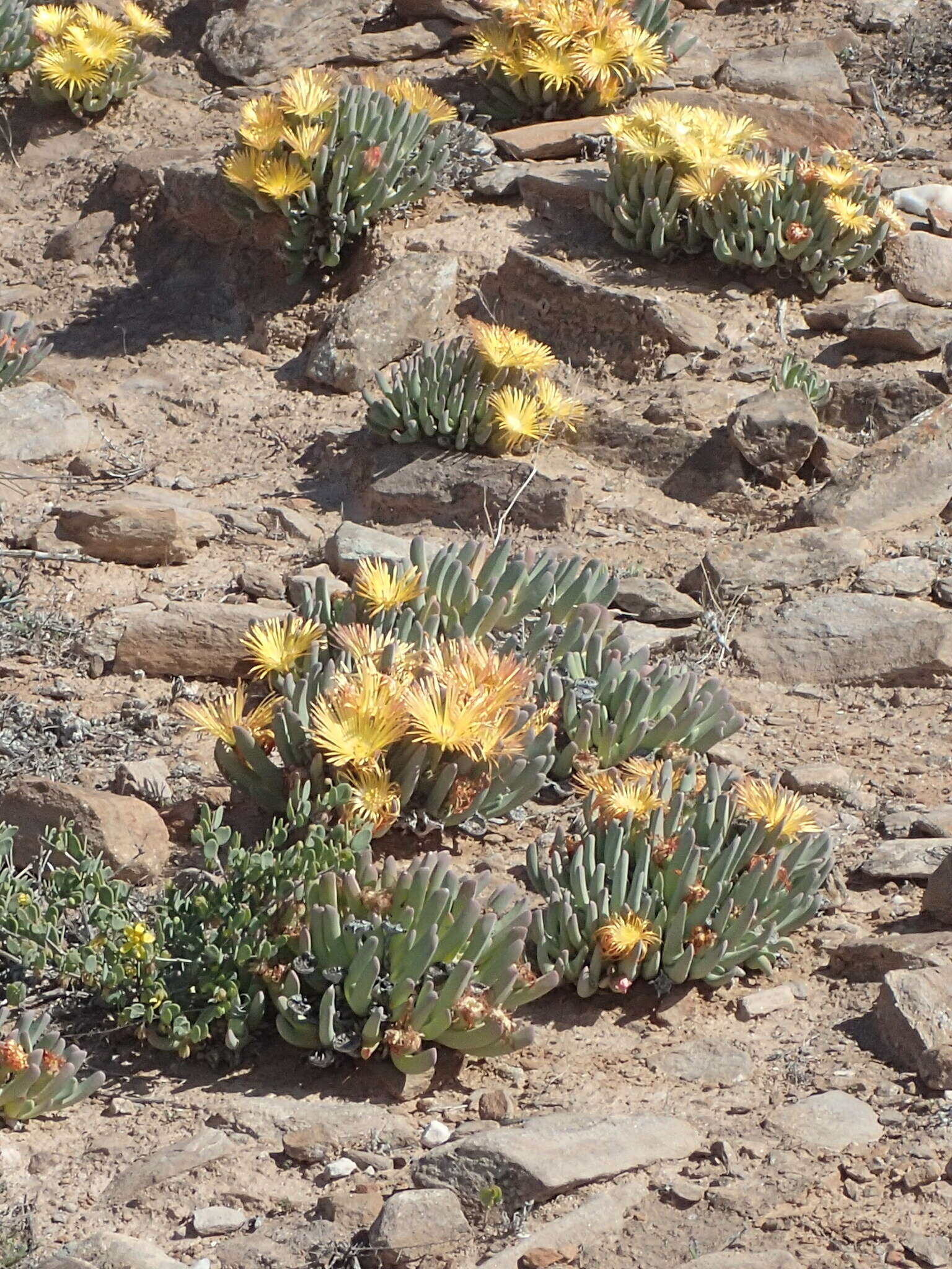 Imagem de Cheiridopsis robusta (Haw.) N. E. Br.