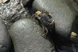 Image of Hemigrapsus oregonensis