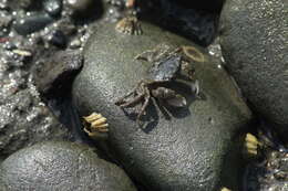 Image of Hemigrapsus oregonensis