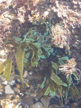 Image of Brown algae