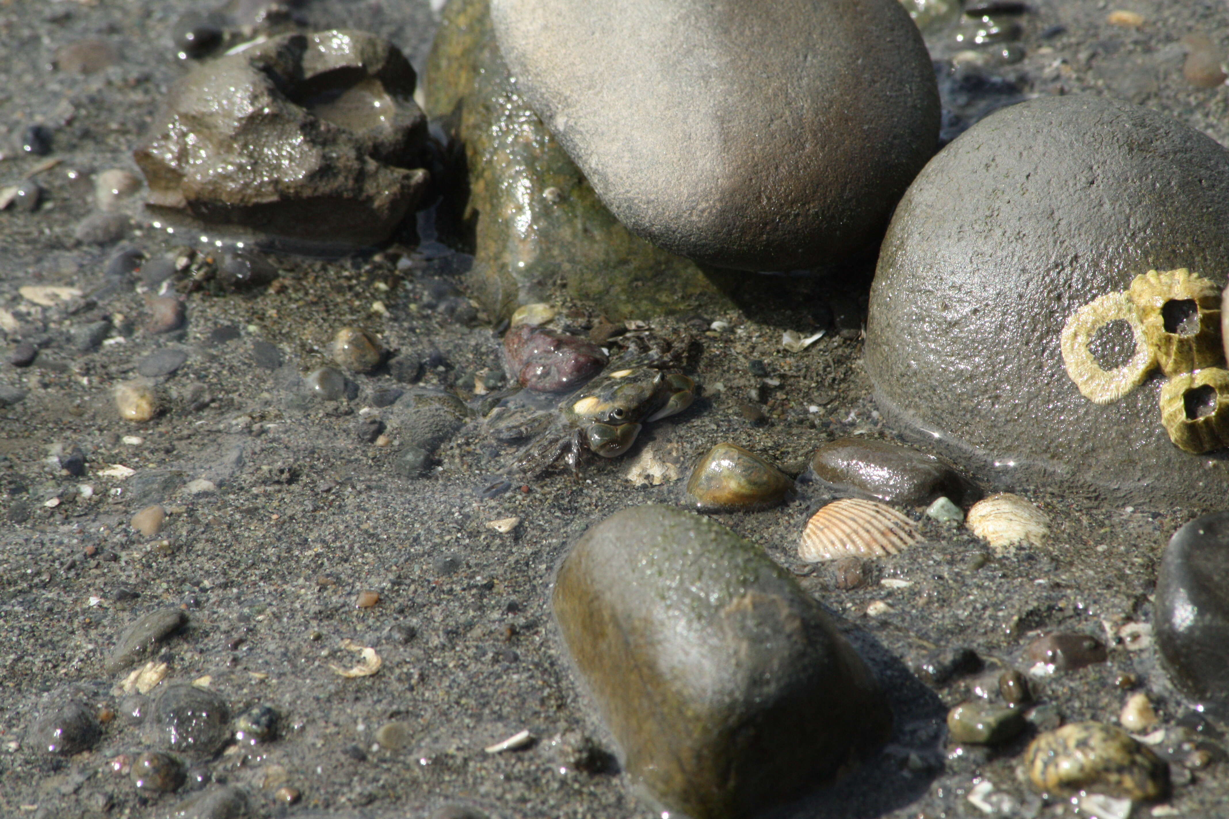 Image of Hemigrapsus oregonensis