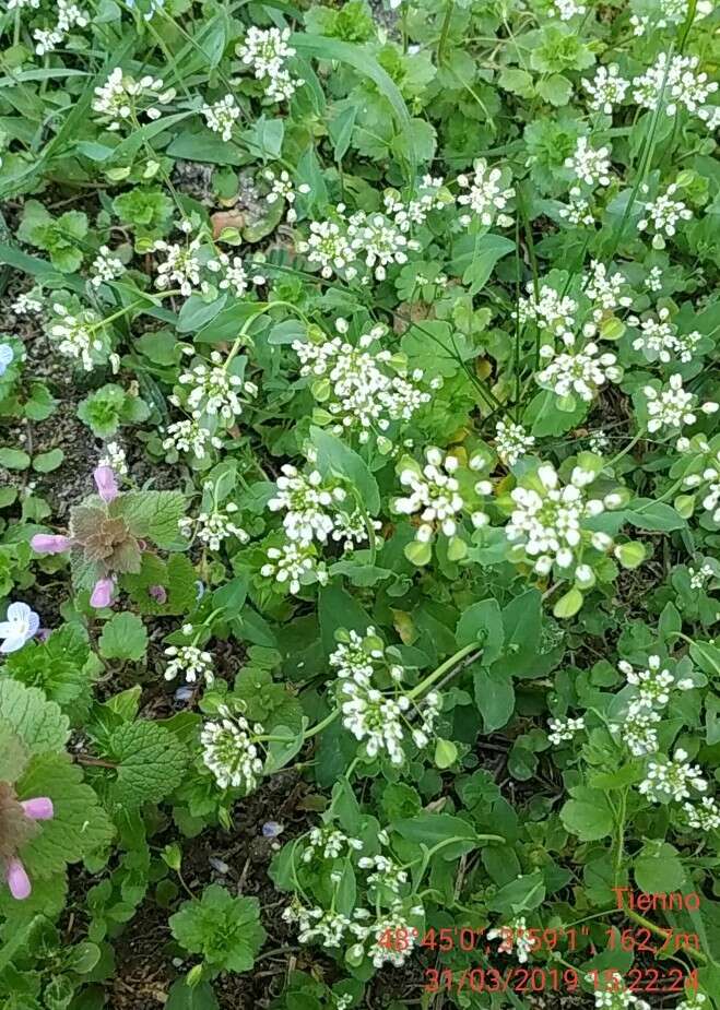 Image of <i>Noccaea perfoliata</i>