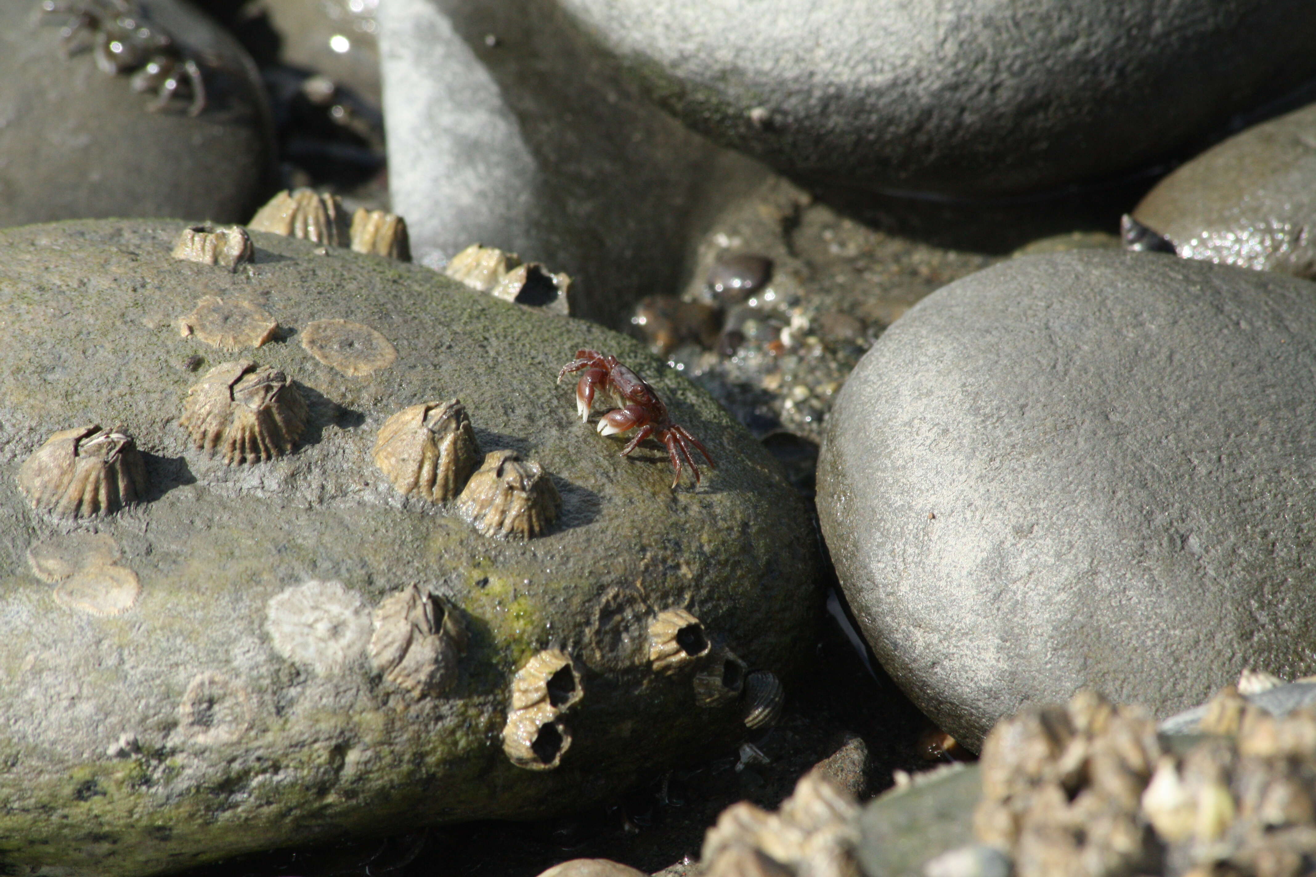 Image of Hemigrapsus oregonensis