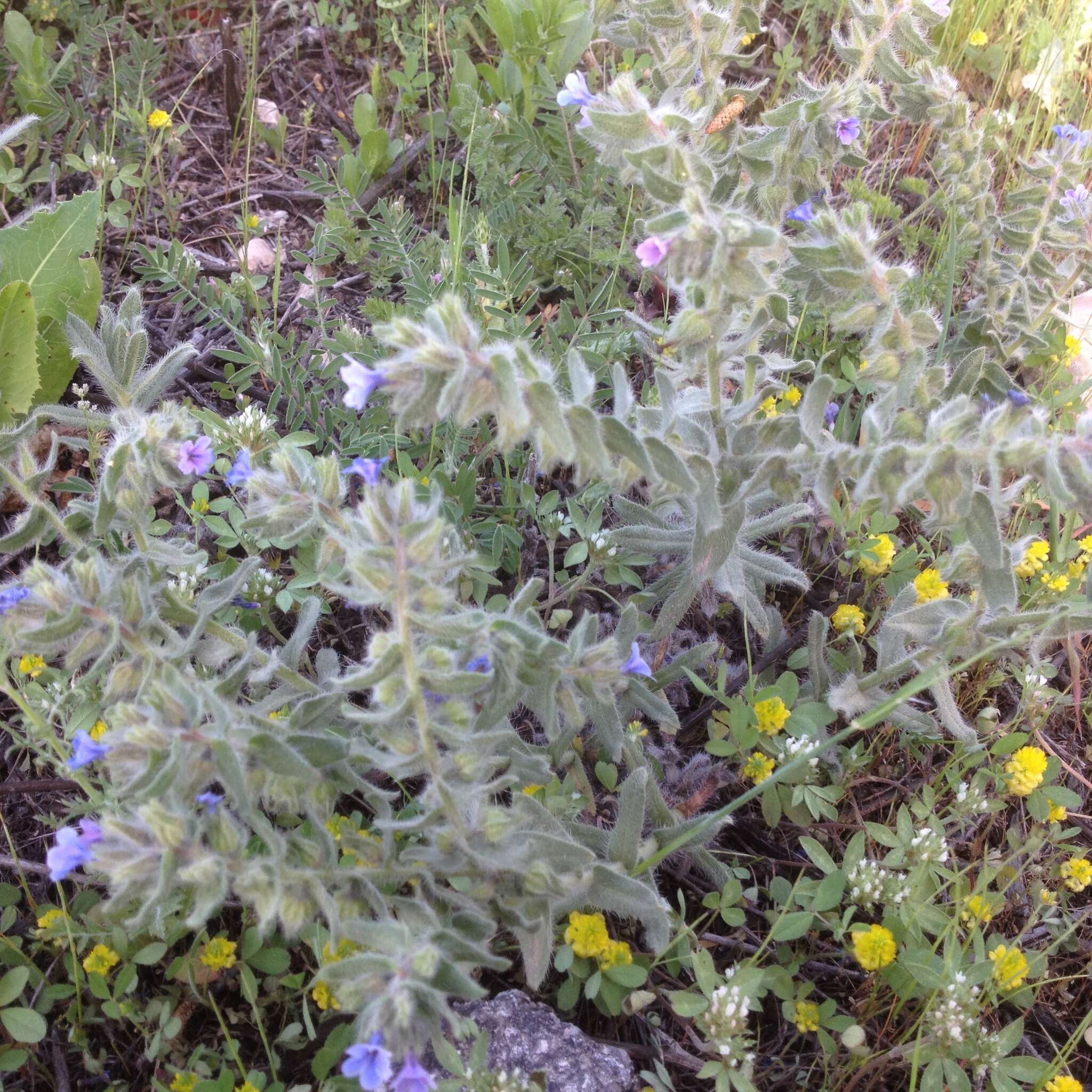 Image of strigose alkanet