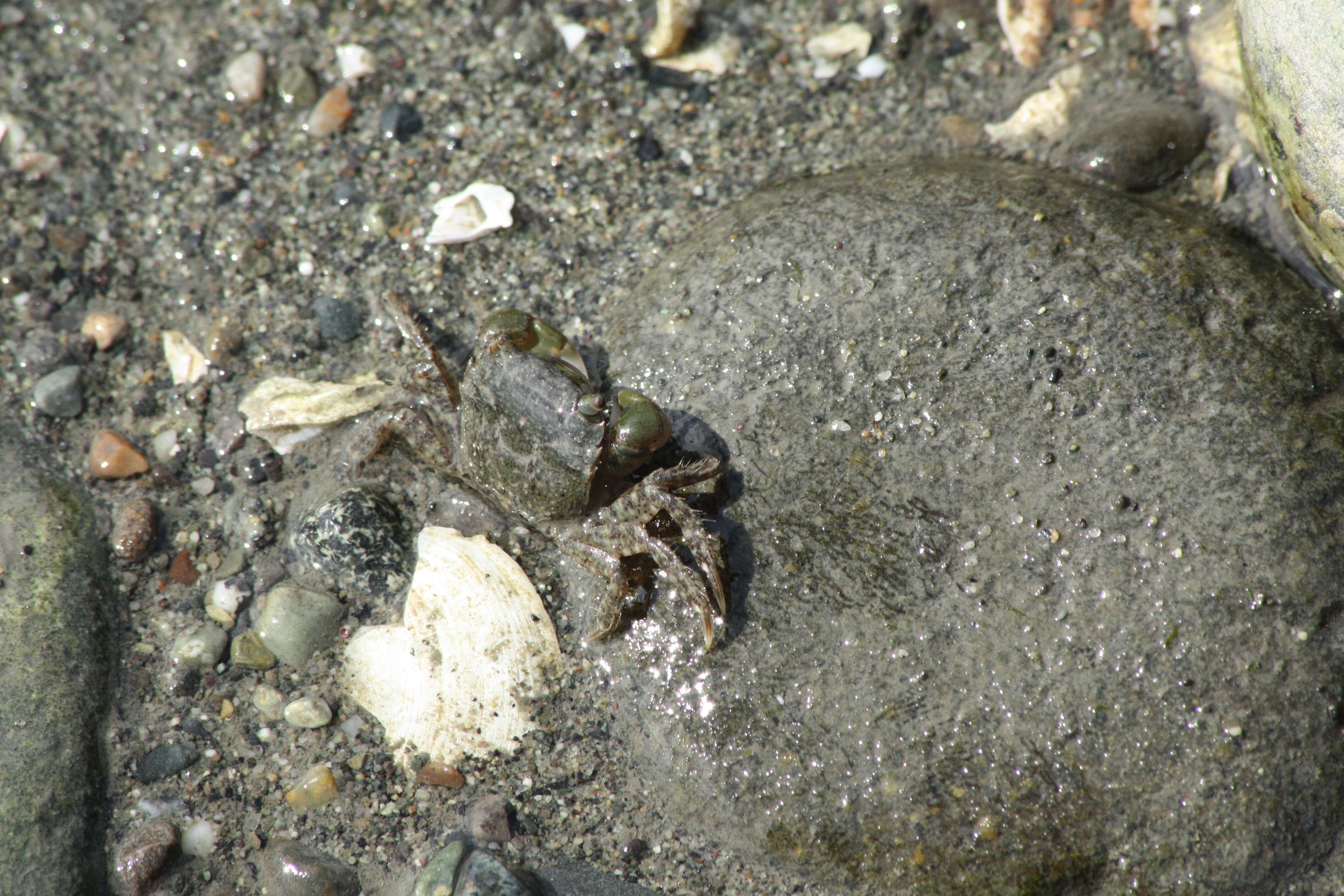 Image of Hemigrapsus oregonensis