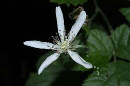 Слика од Rubus ursinus Cham. & Schltdl.