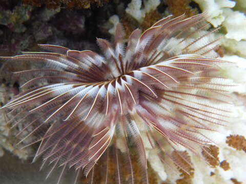 Image of feather duster worms