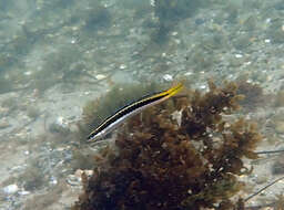 Image of Hit and Run Blenny