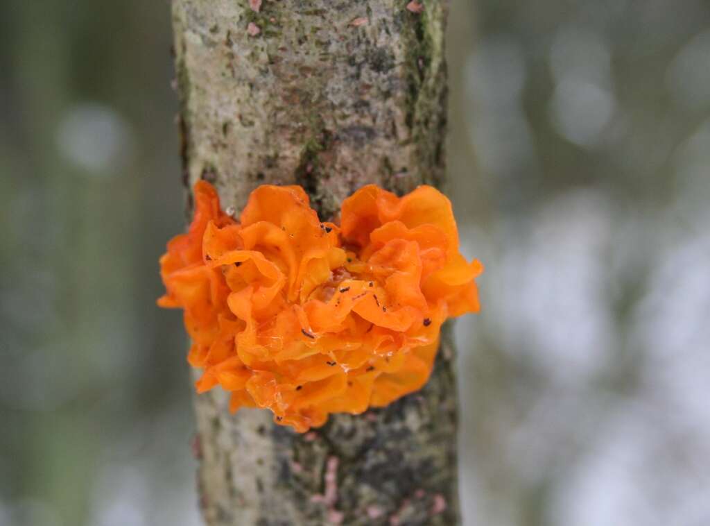 Image of Witches butter