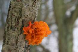 Image of Witches butter