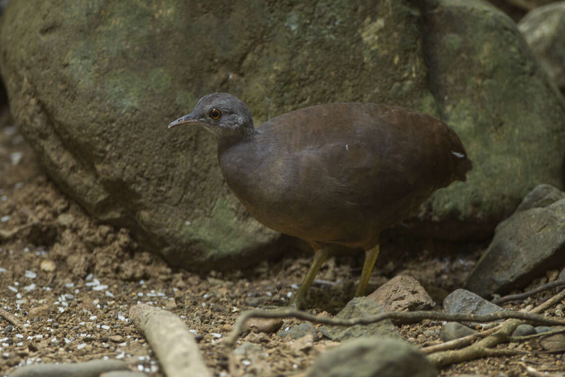 Image of Little Tinamou