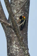 Слика од Melanerpes chrysauchen Salvin 1870