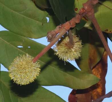 Слика од Xylia xylocarpa (Roxb.) Taub.