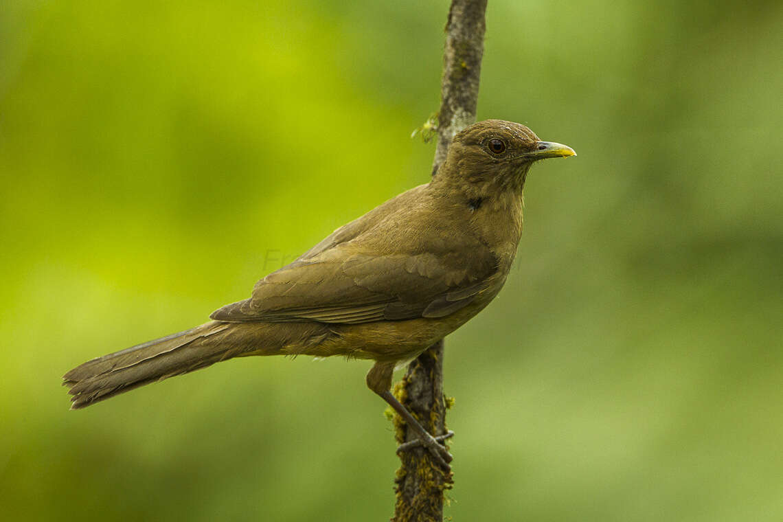 Image of Clay-colored Robin