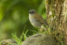 Image of Black-billed Nightingale-Thrush