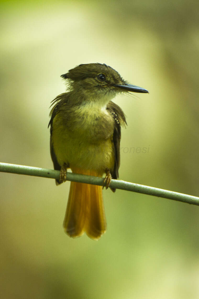 Plancia ëd Onychorhynchus mexicanus (Sclater & PL 1857)