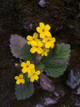 Plancia ëd Primula floribunda Wall.