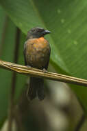 Image of Black-cheeked Ant Tanager